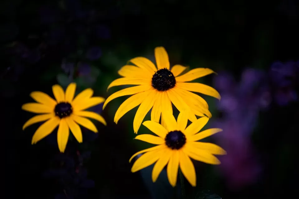 Black eyed Susan flowers for office decor.